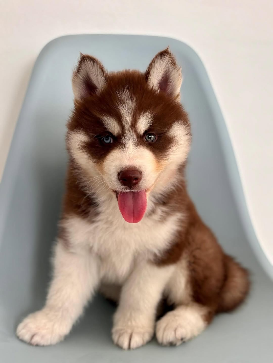 Stev 14 Weeks Old Female Siberian Husky Puppy for Sale at Alvarado Huskies